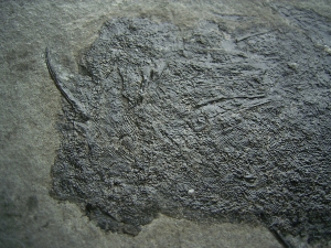 Stachelhai Diplacanthus