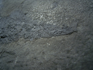 Stachelhai Diplacanthus