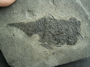 Stachelhai Diplacanthus
