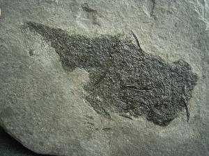 Stachelhai Diplacanthus