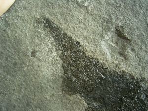 Stachelhai Diplacanthus