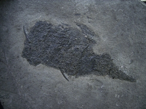 Stachelhai Diplacanthus