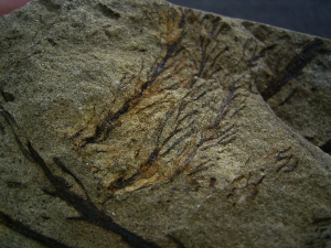 Calamophyton - Devonpflanze