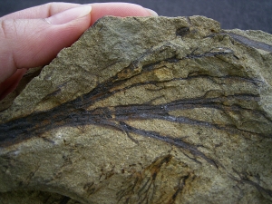 Calamophyton - Devonpflanze