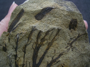 Calamophyton - Devonpflanze