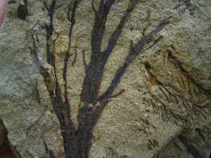 Calamophyton - Devonpflanze