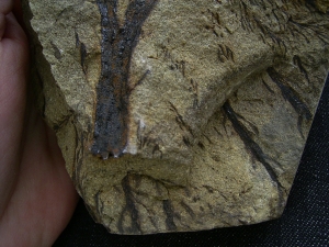 Calamophyton - Devonpflanze