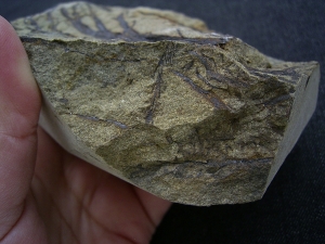 Calamophyton - Devonpflanze