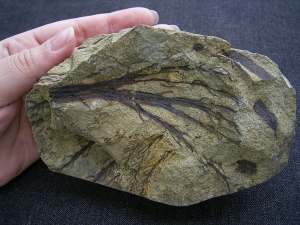 Calamophyton - Devonpflanze