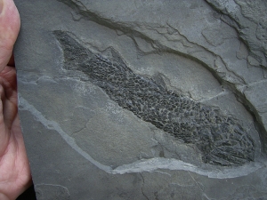 Quastenflosser Osteolepis