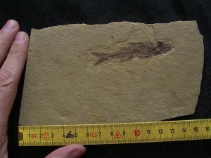 Barsch Dapalis macrurus