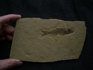Barsch Dapalis macrurus