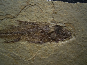 Barsch Dapalis macrurus