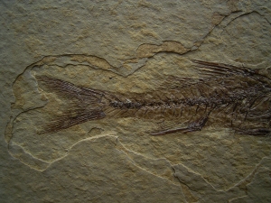 Barsch Dapalis macrurus