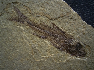 Barsch Dapalis macrurus