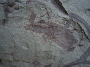 Seeskorpion und Pflanzen aus dem Devon