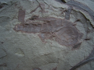 Seeskorpion und Pflanzen aus dem Devon