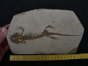 Amphibienskelett Chelotriton