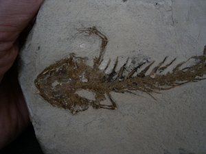 Amphibienskelett Chelotriton