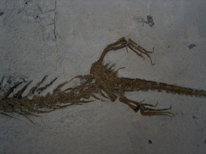 Amphibienskelett Chelotriton