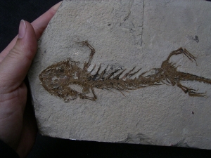 Amphibienskelett Chelotriton