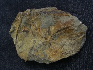 Seltene Devonpflanze Lequercia