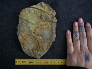 Seltene Devonpflanze Lequercia