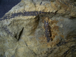 Seltene Devonpflanze Lequercia