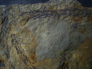 Seltene Devonpflanze Lequercia