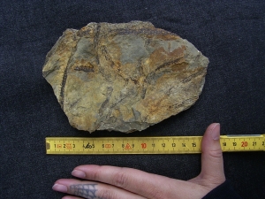 Seltene Devonpflanze Lequercia