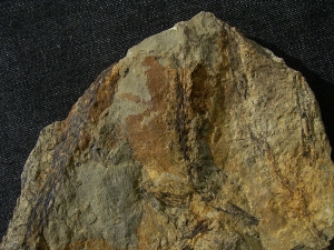 Seltene Devonpflanze Lequercia