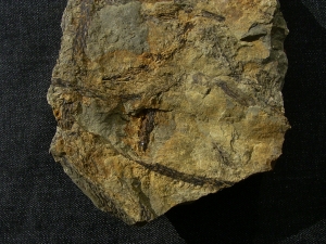 Seltene Devonpflanze Lequercia