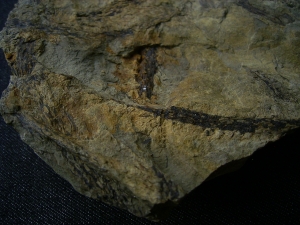 Seltene Devonpflanze Lequercia