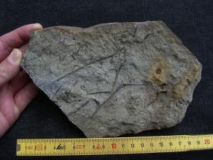 Aneurophyton Devon-Pflanze