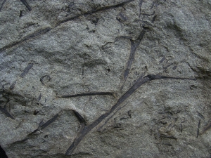 Aneurophyton Devon-Pflanze