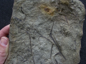 Aneurophyton Devon-Pflanze