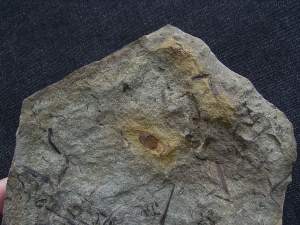 Aneurophyton Devon-Pflanze