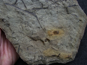 Aneurophyton Devon-Pflanze