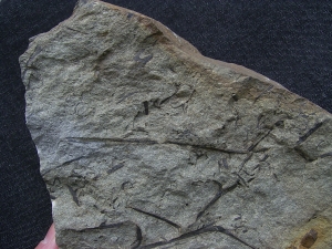 Aneurophyton Devon-Pflanze