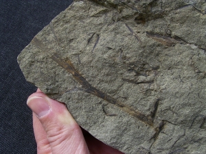 Aneurophyton Devon-Pflanze # 2