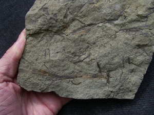 Aneurophyton Devon-Pflanze # 2