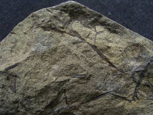 Aneurophyton Devon-Pflanze # 2