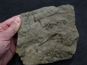 Aneurophyton Devon-Pflanze # 2