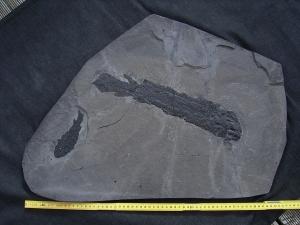 Gyroptychius und Osteolepis