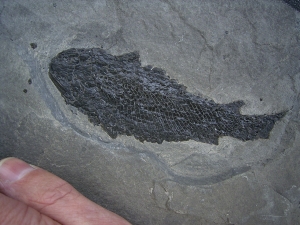 Gyroptychius und Osteolepis