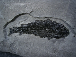 Gyroptychius und Osteolepis