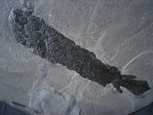 Gyroptychius und Osteolepis