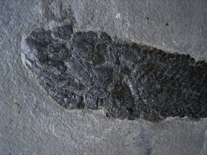 Gyroptychius und Osteolepis