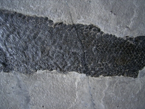 Gyroptychius und Osteolepis