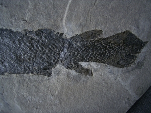 Gyroptychius und Osteolepis